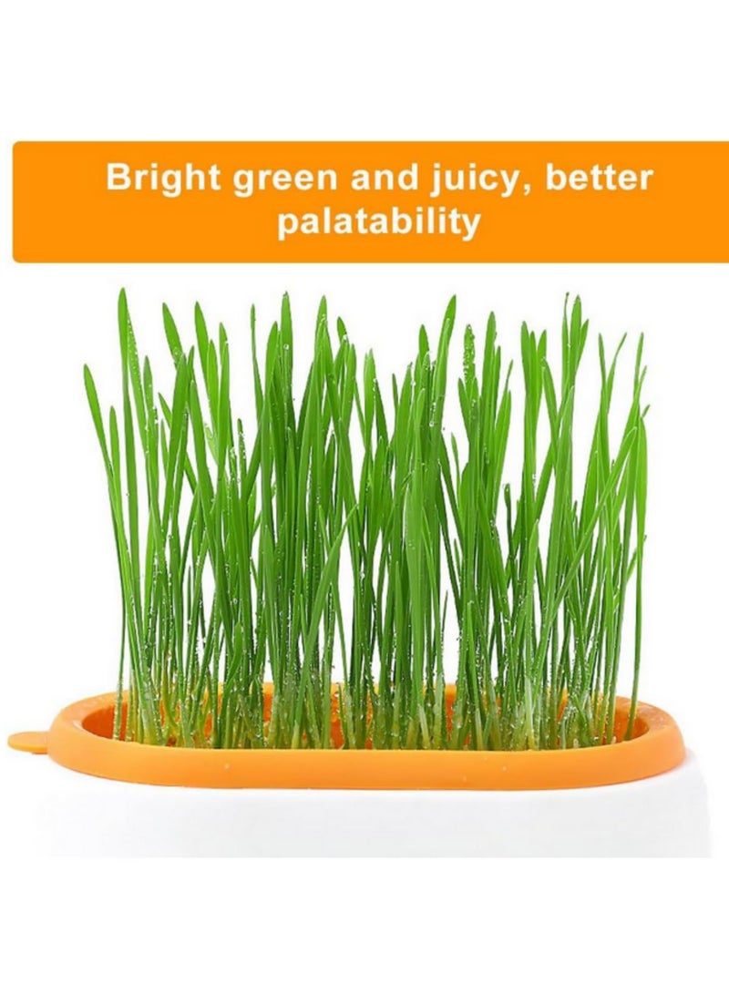 2 قطعة صندوق زراعة عشب القطط - نباتات هيدروبونيك في أصص، صينية تنمية لتحسين الهضم، دفيئة صغيرة، وجبة خفيفة لإزالة كرات الشعر وتنظيف المعدة، وعاء زراعة عشب - Image 4